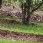 فروشگاه safari 
