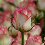 فروشگاه Ahmad zare 