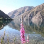 فروشگاه Farid Saeidie