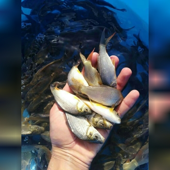 فروش انواع بچه ماهی بهترین نژادارس