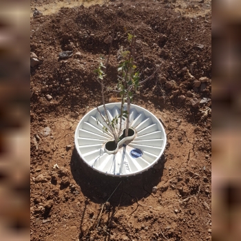 فناوری کاشت درخت در اراضی خشک، بیاب