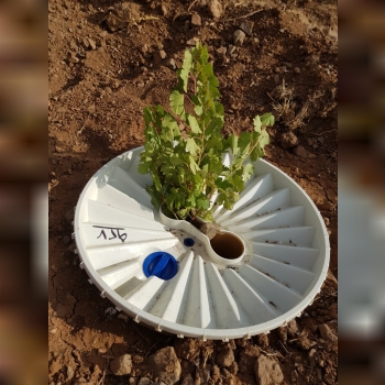 با واترباکس گرواسیس بدون آبیاری در 