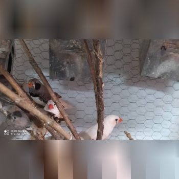 فروش پرنده فنچ به قیمت عالیییی جفت