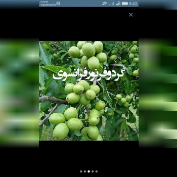 فروش برترین نژادهای نهال گردوی دنیا