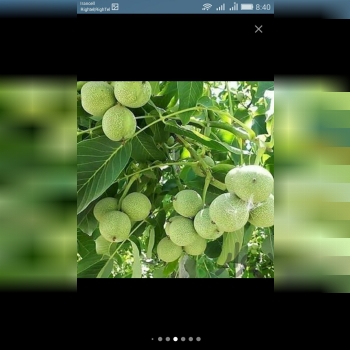 فروش انواع نهال گردو پیوندی و اصلا