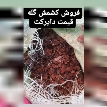 گشمش گله افتابی