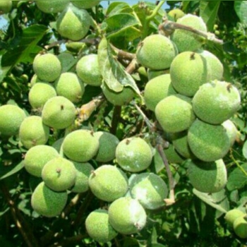 فروش انواع نهال اصلاح شده گردومستی