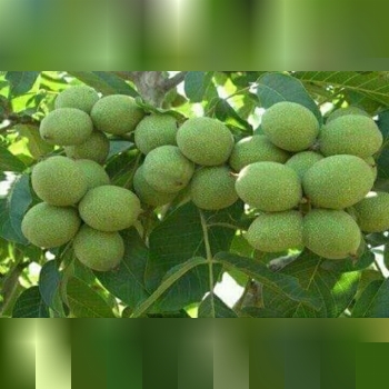 نهالستان جعفری( کرج)فروش سراسری ان