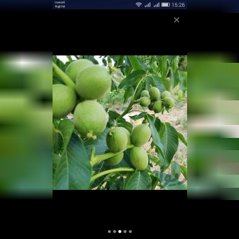 نهالستان جعفری در کرجفروش انواع نه