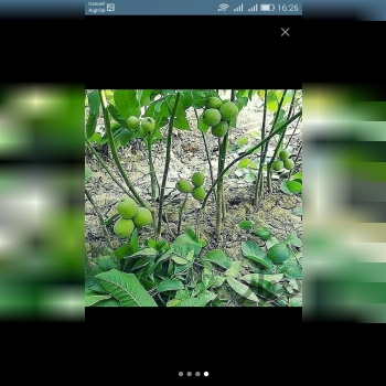 فروش انواع نهال گردوی اصلاح شده و پ