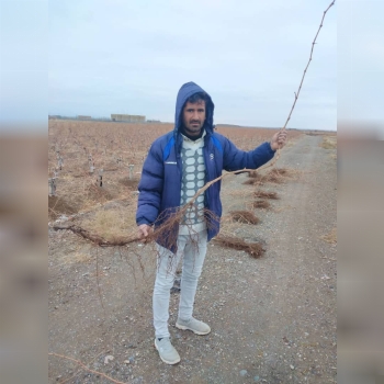 نهال درجه یک پیکانی جهت سفارشتضمین