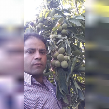 نهالستان ارشگ تولیدکننده انواع نهال