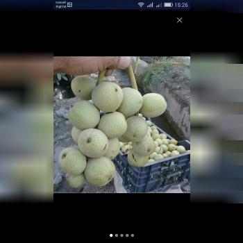 فروش انواع نهال گردوی اصلاح شده خار