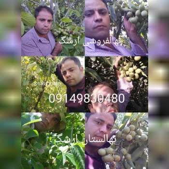نهالستان ارشگ تولیدکننده انواع نهال