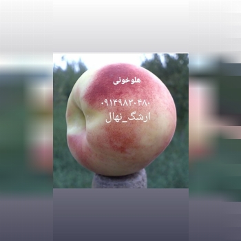 نهالستان ارشگ تولیدکننده انواع نهال