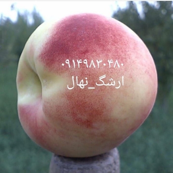 نهالستان ارشگ تولیدکننده انواع نهال