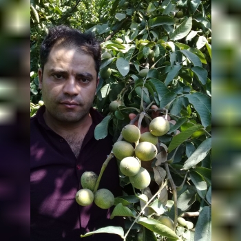 نهالستان ارشگ تولیدکننده انواع نهال
