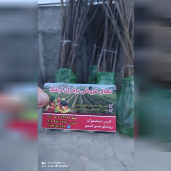 نهالستان ارشگ تولیدکننده انواع نهال
