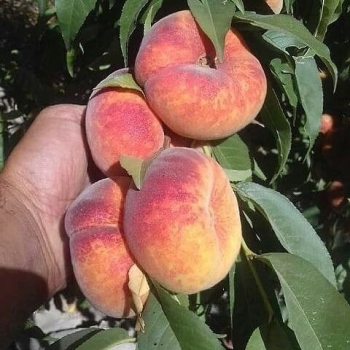 نهالستان ارشگ تولیدکننده انواع نهال