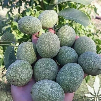 نهالستان ارشگ تولیدکننده انواع نهال