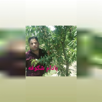 نهالستان ارشگ تولیدکننده انواع نهال