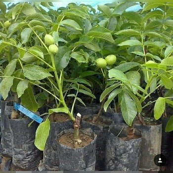 فروش انواع نهال گردو و میوه پیوندی