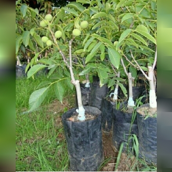 فروش انواع نهال گردو پیوندی وارداتی