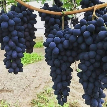 نهالستان ارشگ تولیدکننده انواع نهال
