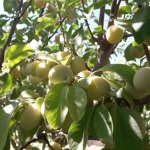 فروشگاه مهدی .