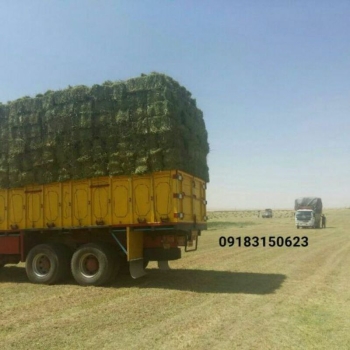 یونجه همدان ۰۹۱۸۳۱۵۰۶۲۳اصلانی