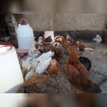 جوجه دوماهه سالم واکسن خورده( درشت
