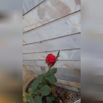 کود مایع و جامد برای گیاهان زینتی 