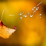 فروشگاه مرتضی پورحسن