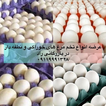 تخم مرغ صادراتی - تحویل بندرعباس _ 