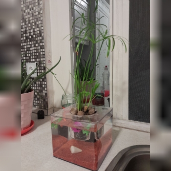 فروش اکواریوم رومیزی