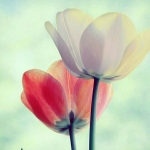 فروشگاه saeid. Saraji