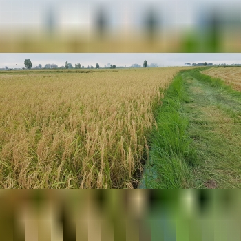 برنج طارم هاشمیبا سلامفروش یک تن 