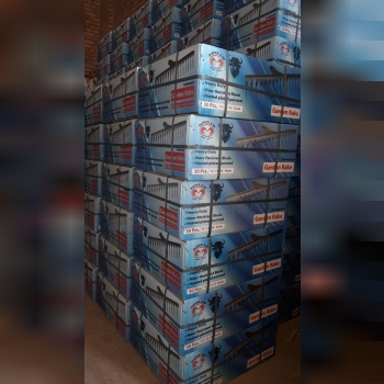 شنکش ایرانی