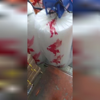  نایلون حبابدار (بابل) ضربه گیر  پفکی